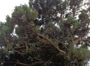 maggioranza/minoranza, macchina tango sonetto Jena Camuna