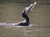 Emergenza cormorani, pescatori allarme