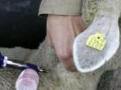 Sanità. Arru: “Nessun caso blue tongue 2015”