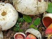 Boletus satanas