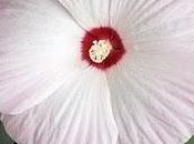Pianta mese hibiscus rosa sinensis
