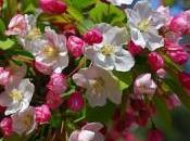 Crab Apple. pulizia interiore.