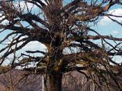 Lasciate pace quercia Mina