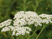 Achillea millefoglie, antinfiammatoria antiemorragica