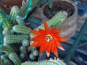 fiorita!!