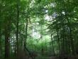 recente studio lancia l'allarme sullo stato delle foreste americane