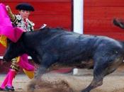Torero enne travolto toro durante corrida