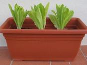 Coltivare lattuga balcone? può!