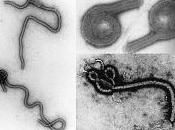 Ebola: scacco matto terribile virus?