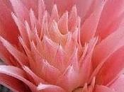 Aechmea bilbergia