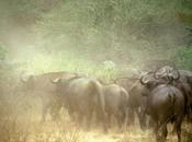 Thailandia, militari rapiscono bufali estorcere mondiali thailand, soldiers kidnap buffaloes watch world