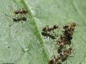 State attenti alle formiche