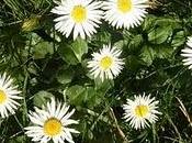 rondine primavera, Bellis perennis