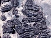Orge miliardi trilobiti nudi