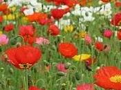 Primavera