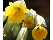 Primula Primavera