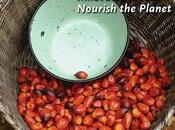 “nutrire pianeta”: agricoltura sostenibile africa
