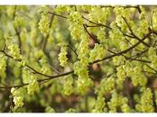 Corylopsis spicata: fioriture precoci primavera.