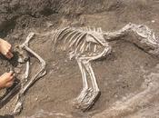 Trovato scheletro cane Tusba, capitale Urartu