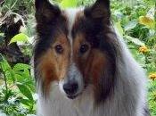 rimedio unico come soluzione globale caso Dulcamara