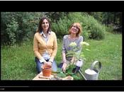 Come fare talea ortensia nuovo video tutorial Ladies giardino spensieratezza
