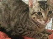 MORTARA (pv). gattile chiude": conferma arriva sindaco Facchinotti.