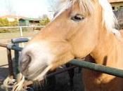 Ippoterapia contro Sovrappeso Obesità infantile: percorso Chiara Della Casa