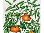 Mandarino, essenziali