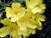 Pelli mature: l'enotera rinnovatore luce