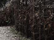 Siepe morta dead hedge