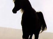 scaramucce Nerina: ovvero piano quasi perfetto