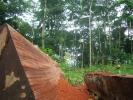 Liberia: frammentazione delle foreste aumenta rischio Ebola