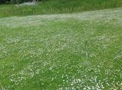 fermeranno primavera! subito sera altri sonetti politici Jena Camuna