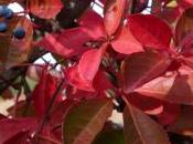 Foglie d’autunno