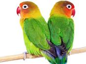 L’Italia desta? pensiero “L’uomo della strada” rima)