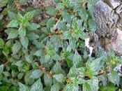 Parietaria, come fare cataplasma, infusi, vino fegato miele polmoni