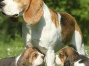 Leiomioma vaginale cagna trattato omeopaticamente