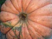 Esclusivo Halloween 2015 Come PREPARARE zucca Halloween.