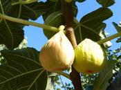 Dalla provincia cosenza, un’offerta turistica enogastronomica completa: cultura, natura,tradizioni