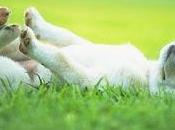 Come usare l'olio neem cura degli animali