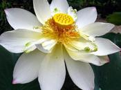 Fiore loto bianco, fiore bellissimo dalle straordinarie qualità