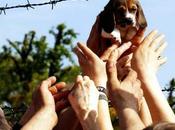 Furto, rapina lesioni, liberarono beagles condannati!