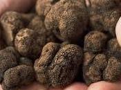 tartufo