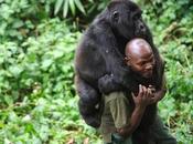Parco Virunga (R.d.C.) solo salvaguardato/Nessun guadagno nell'immediato