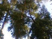 Regione Lazio: toglie