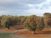 discussioni Xylella l'indifferenza salentini leccesi