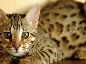 Comportamento gatto clinica veterinaria Omeopatica