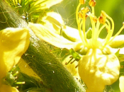 Agrimony: curare l'ansia fiori Bach