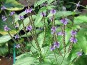 Aiutare Milza Verbena