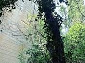 Cesario Lecce Sabato novembre 2015 Giornata internazionale dell'albero